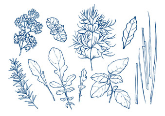 ハーブ 植物 セット イラスト