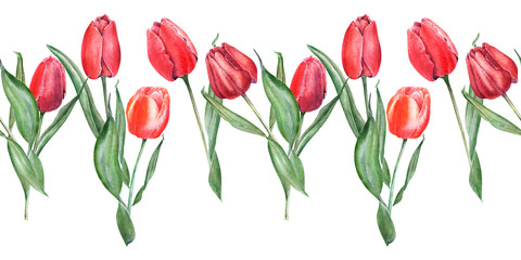 Watercolor seamless border with elegant red tulips. Buds, flowers and leaves