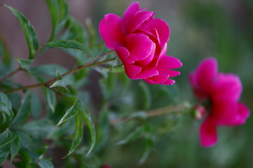 Blooming peony, very beautiful