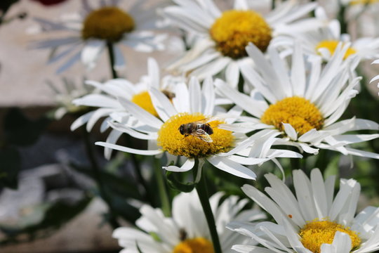 flei&szlig;ige Biene