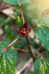 Roselle in the garden is an herb with medicinal properties, popular to drink for health, to refresh the body.