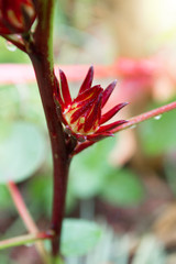Fototapeta premium Roselle in the garden is an herb with medicinal properties, popular to drink for health, to refresh the body.