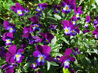 Violet flowers blooming in the garden