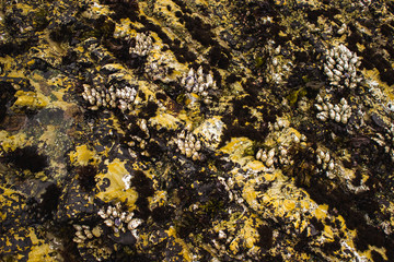 clams on rock surface