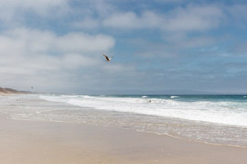seagull flying above beach