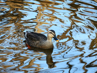 公園の池のカモ