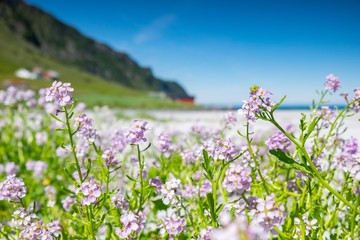 purple flowers on green background of blue sky