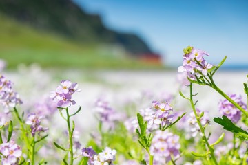 Fototapeta premium purple flowers on green background of blue sky