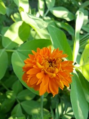 image of  The orange flowers in the afternoon are very beautiful