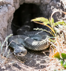 Northern Pacific Rattlesnake in its burrow's mouth. Mission Peak Regional Park, Alameda County, California, USA.
