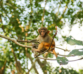 monkeys on a tree branch in nature