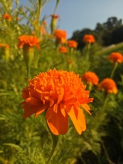 image of  The orange flowers in the afternoon are very beautiful