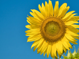 Naklejka premium a beautiful sunflowers in the blue sky