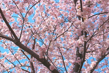 봄에피어나는 아름다운 야생화의 모습이다.