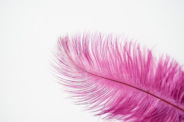 Purple feather on white background.