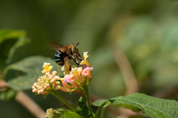 Close-Up Of Honey Bees Buzzing On Flower
