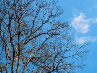 branches in the blue sky background