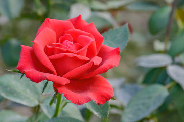 A bright red rose in bloom in plant in a bright sunny day in the garden.