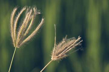 grass flower in green background