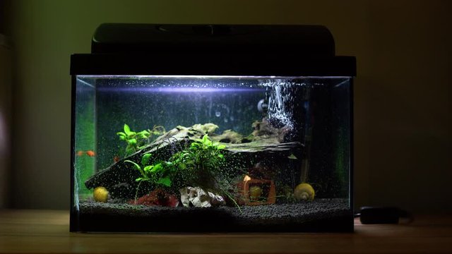 Small fish tank aquarium with colourful snails and fish at home on wooden table. Fishbowl with freshwater animals in the room