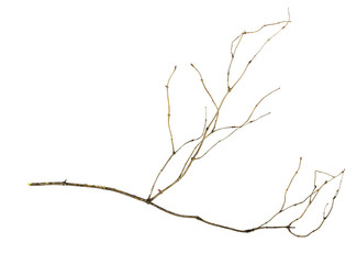 Dry twig isolated on white