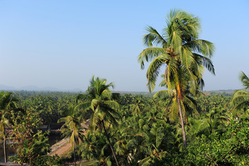 Fototapeta na wymiar View of palm groves and tropical trees against the blue sky and hills in the distance. Coconut trees over the roofs of houses in India.
