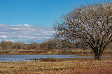 Wetland landscape on a sunny day