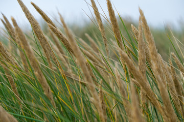 Grass in the wind