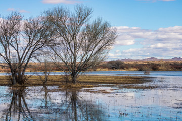Wetland landscape with trees