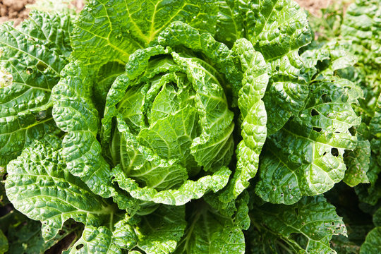 398 最適な 虫食いキャベツ 画像 ストック写真 ベクター Adobe Stock 398 最適な 虫食いキャベツ 画像 ストック写真 ベクター Adobe Stock