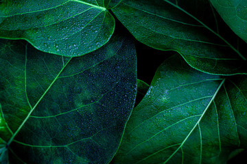 closeup nature view of green leaf in garden, dark wallpaper concept, nature background, tropical...