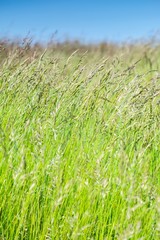 Grass in the wind