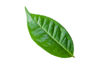 Fototapeta na wymiar green tea leaves isolated on white background for design elements, fresh green leaves