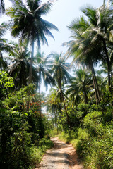 Fototapeta na wymiar incredible lush, tropical jungle in thailand with nature path