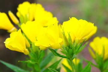 봄에 피어나는 아름다운 야행화의 모습이다.