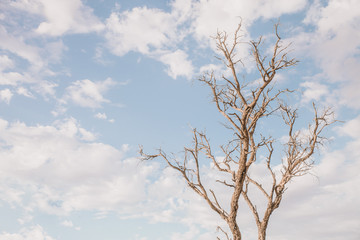 Fototapeta na wymiar dead tree against blue sky