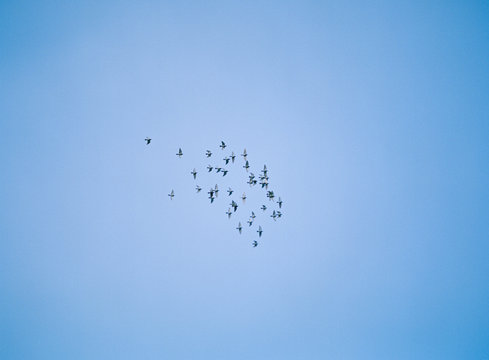 渡り鳥の大移動