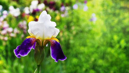Iris with white and purple petals on a flowerbed among the greens_