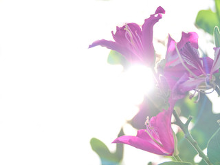 pink flower on white background