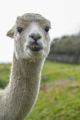 Obraz premium Alpaca
