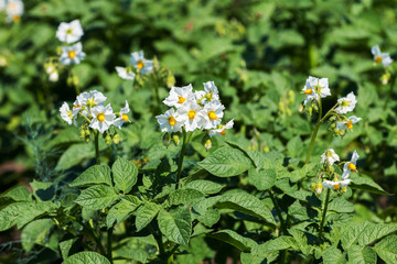 Potato Blossom. White potato flowers on a bed in sunny weather_