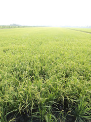 Rice is an economic crop in Asia