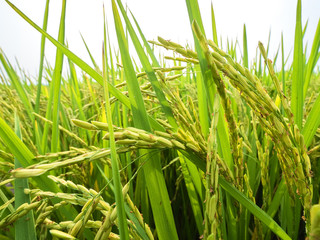 Rice is an economic crop in Asia