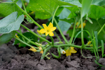 Cucumber Blossom. Yellow cucumber flowers on the field. Growing cucumbers_