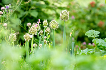 Flowering onions. Onion  flowers in the garden beds_