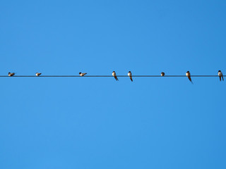Swallows will live together as a group