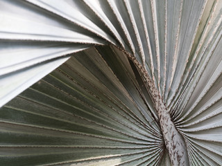 texture and pattern palm leaves
