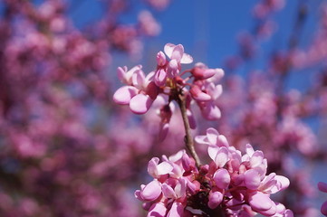 Peach tree in bloom in spring