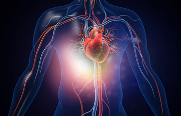 Human heart with blood vessels. 3d illustration - obrazy, fototapety, plakaty