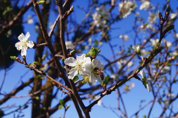 Cherry tree in bloom in spring